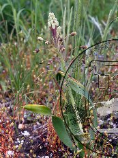 Бельвалия великолепная 002